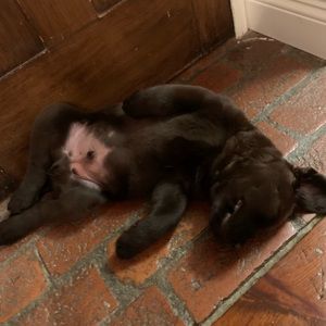 Meet your Posher, Lily